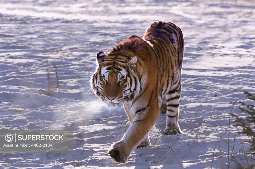 Siberian Tiger on the prowl, China