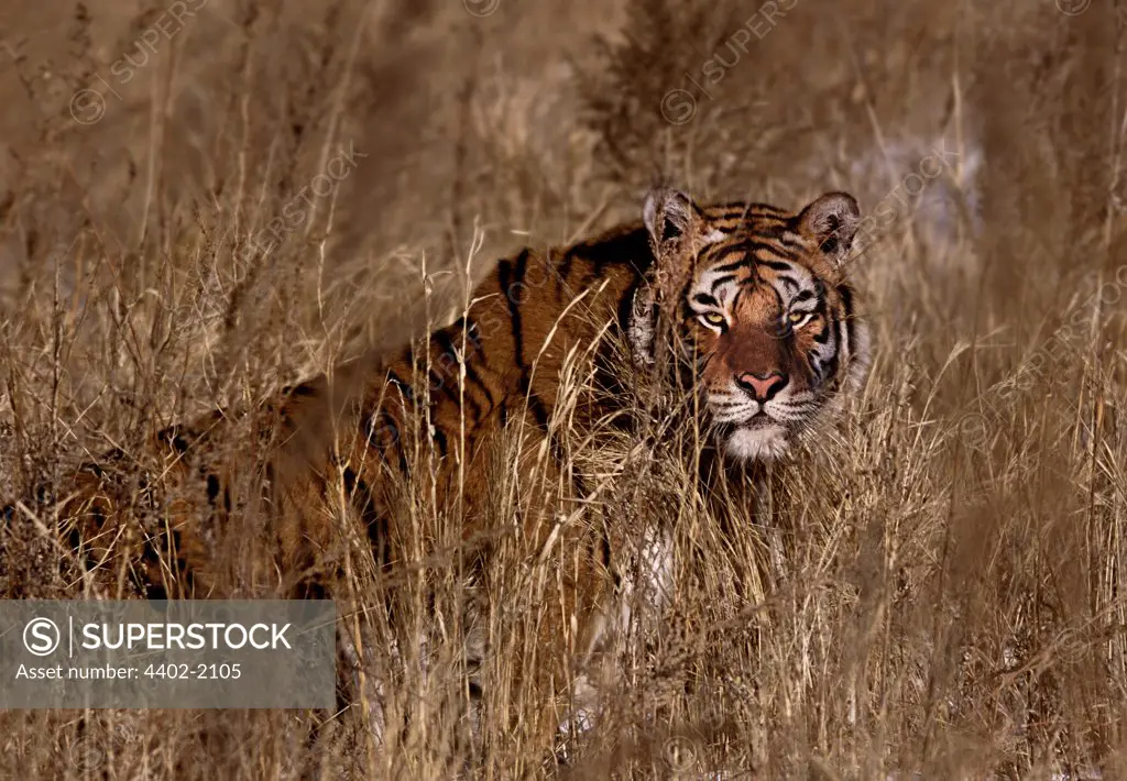 Siberian Tiger in long grass, China