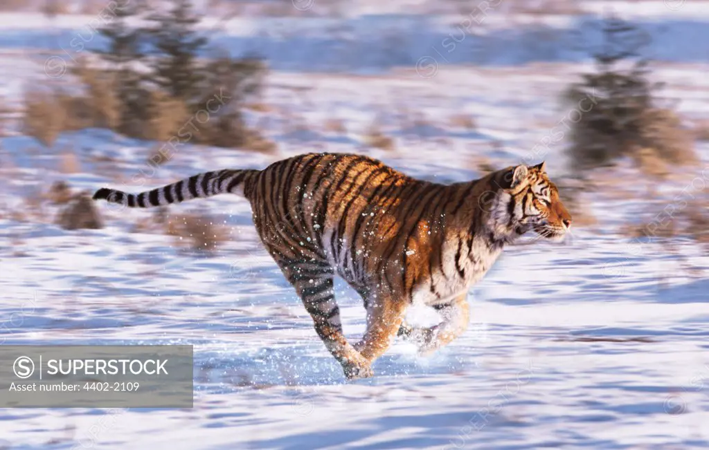 Siberian Tiger running in the snow, China