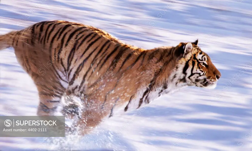 Siberian tiger running in the snow, China