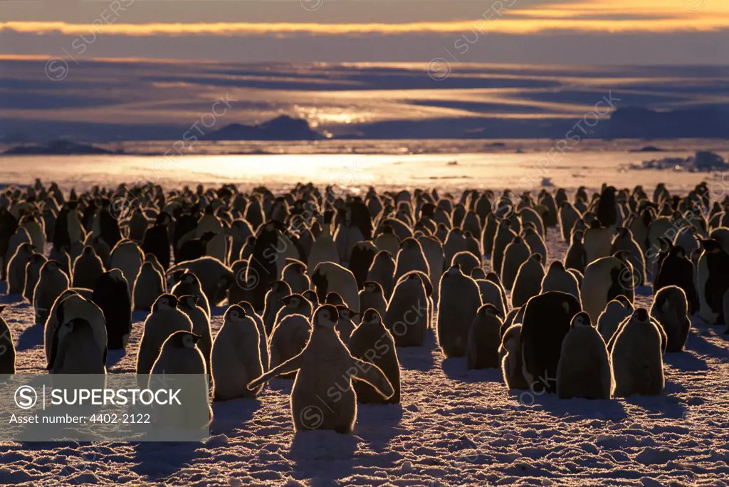 Emperor Penguins, Atka Bay rookery, Antarctica