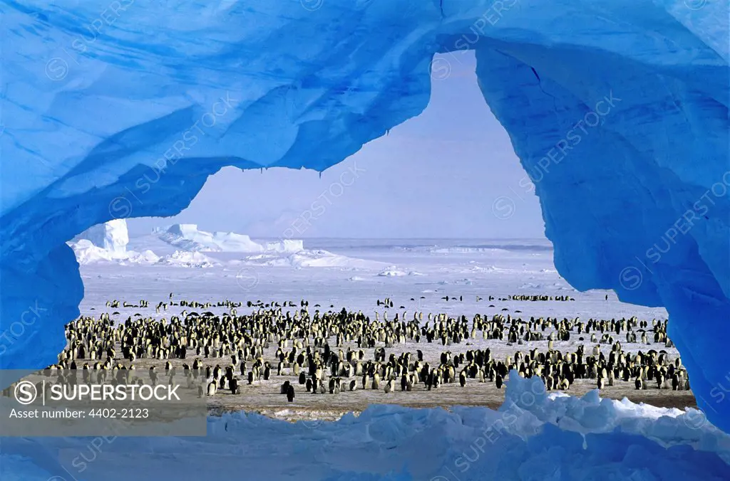 Emperor penguins and ice arch, Atka Bay rookery, Antarctica