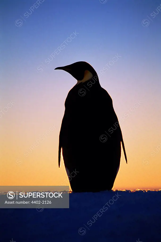 Emperor Penguin, Auster rookery, Antarctica