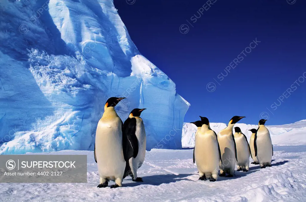 Emperor Penguins, Flutter Emperor Penguin Rookery, Antarctica