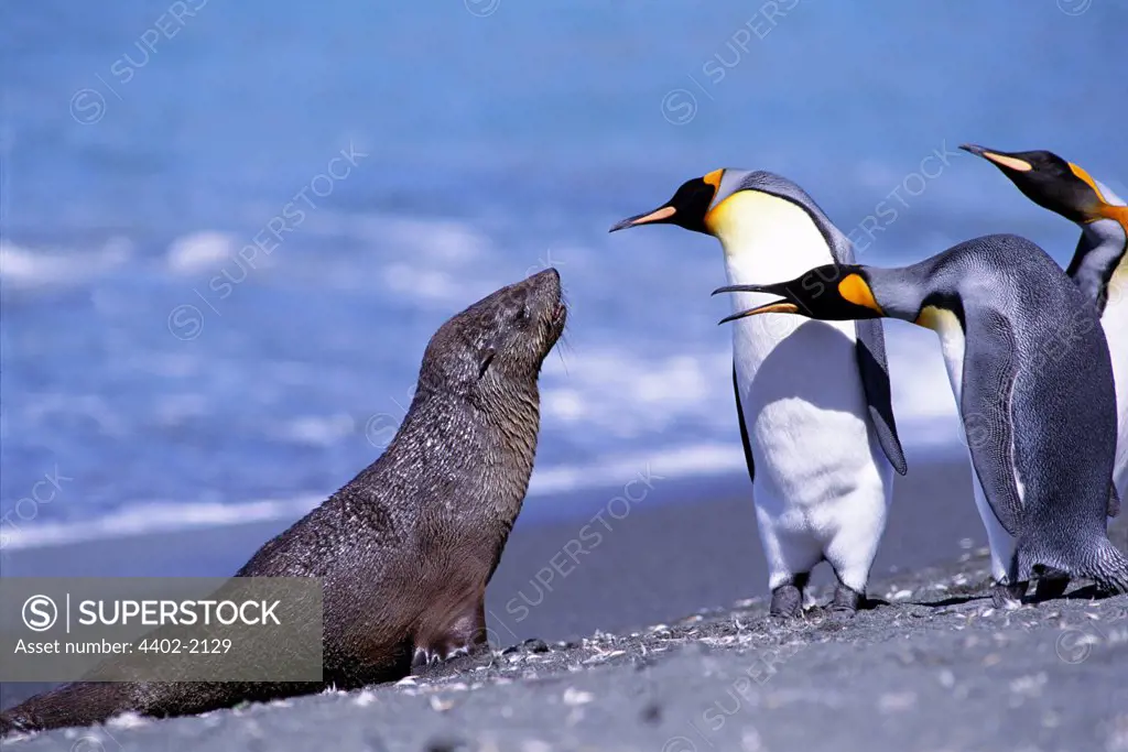 King pengiuns and fur seal, Salisbury Plain, South Georgia