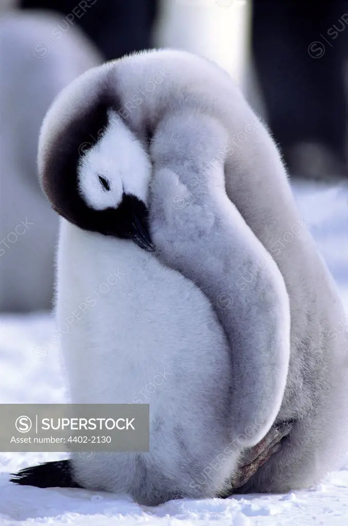 Emperor Penguin chick, Auster rookery, Antarctica