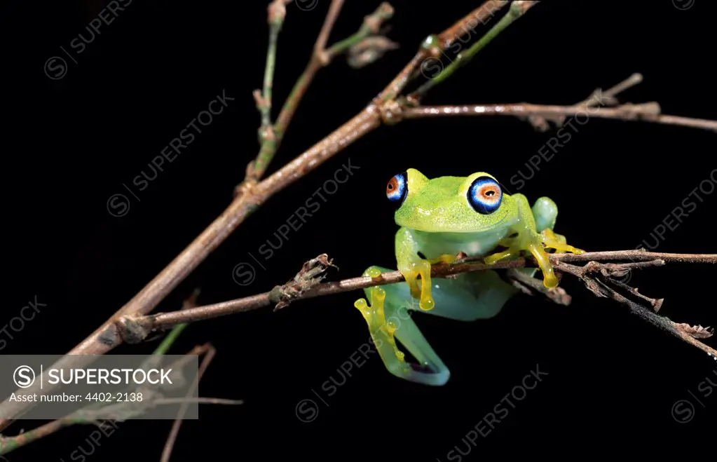 Leaf Frog, Perinet Special Reserve, Madagascar