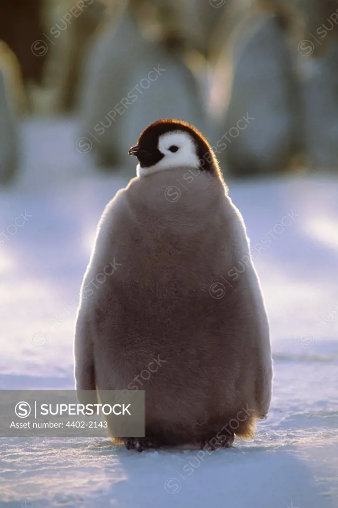 Emperor penguin chick, Atka Bay rookery, Weddell Sea, Antarctica
