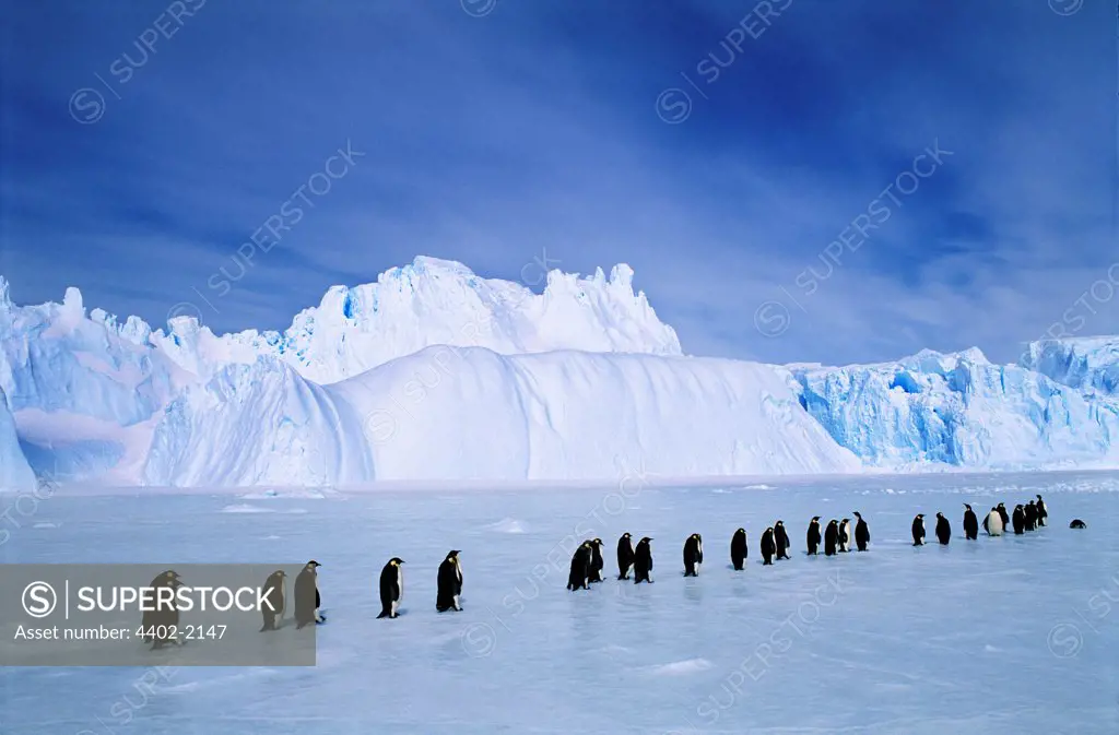 Emperor Penguins, Amanda Bay rookery, Australian Antarctic Territory