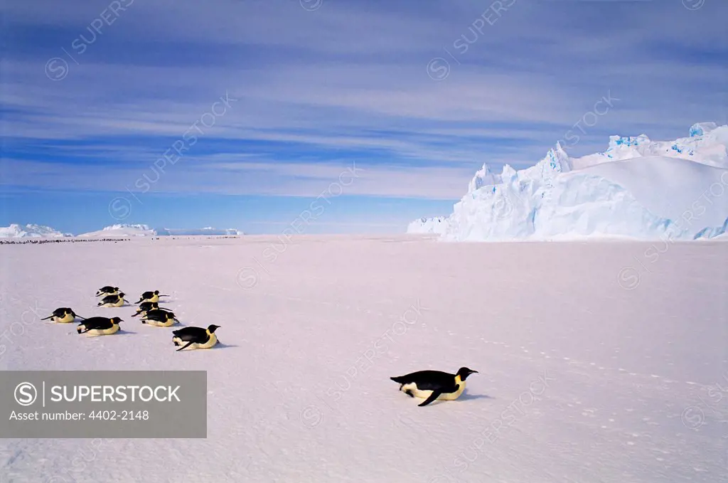 Emperor penguins toboganning,  Auster EP Rookery, Australian Antarctic Territory