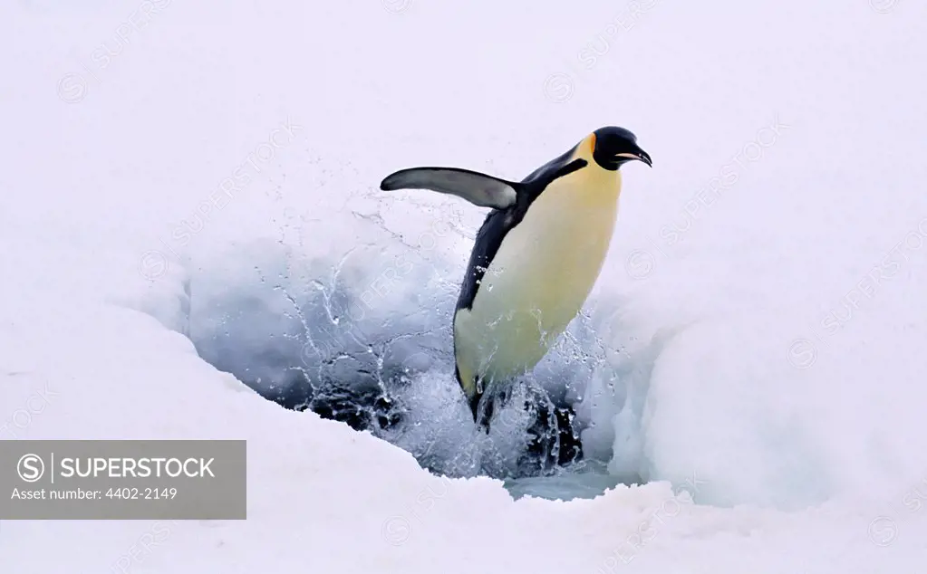 Emperor penguin exciting seal, Kloa EP Rookery, Antarctica