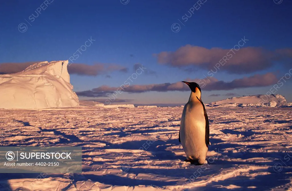 Emperor Penguin, Cape Darnley, Antarctica