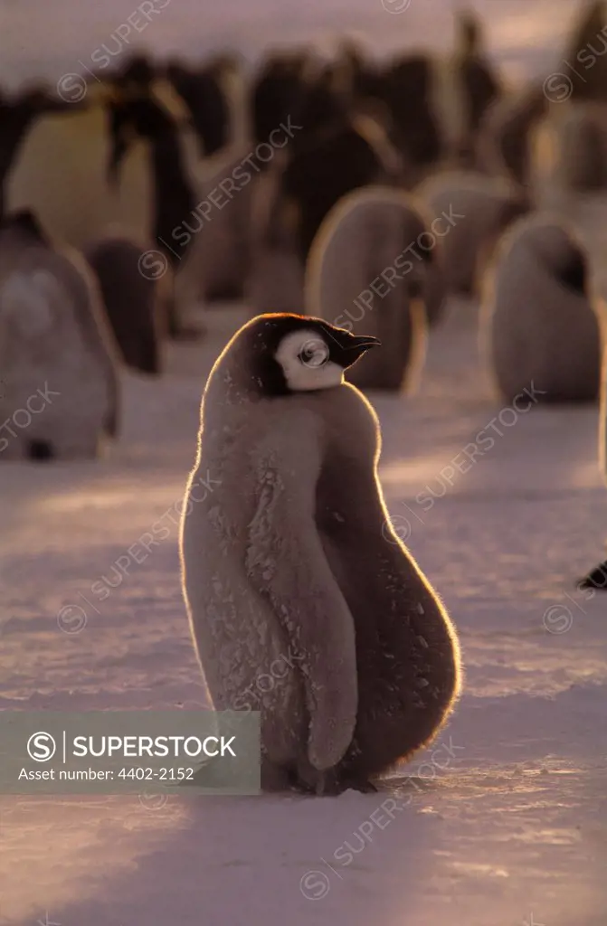 Emperor penguins, Antarctica