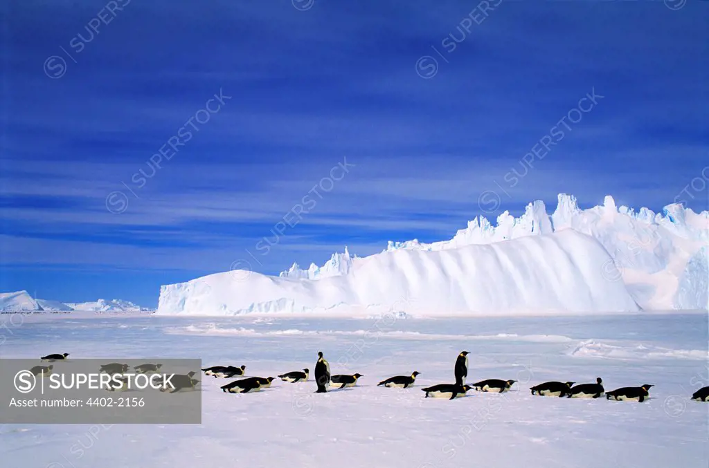 Emperor Penguins, Auster EP Rookery, Antarctica