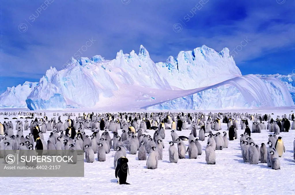 Emperor Penguin colony, Auster EP Rookery, Antarctica