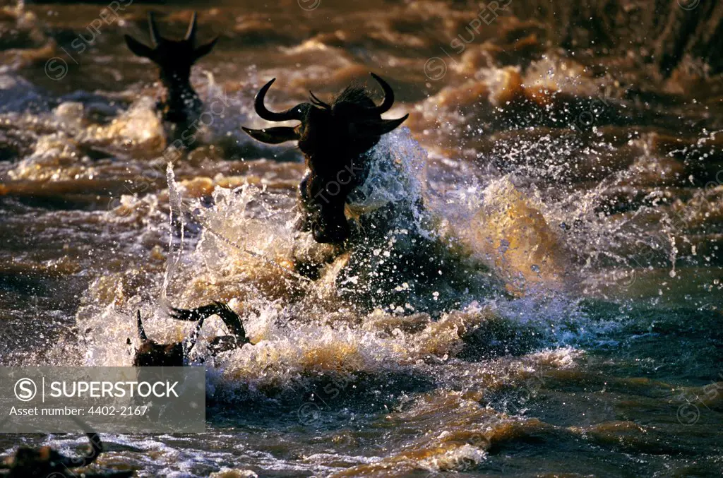 Wildebeest crossing the Mara river, Kenya