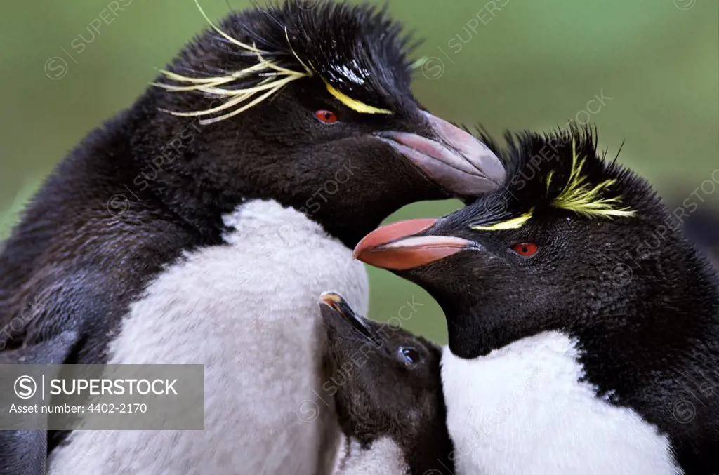 Rockhopper penguin parents and chick, New Island, Falkland Islands