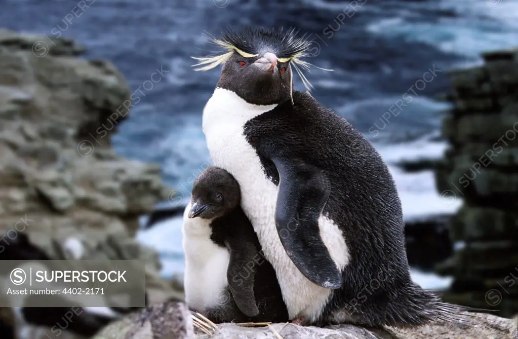 Rockhopper penguin parent and chick, New Island, Falkland Islands