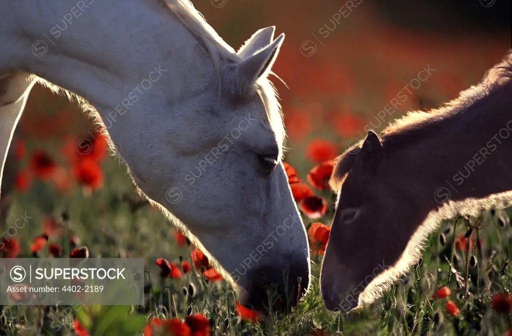 White Camargue horse with brown foal in a field of wild poppies, France