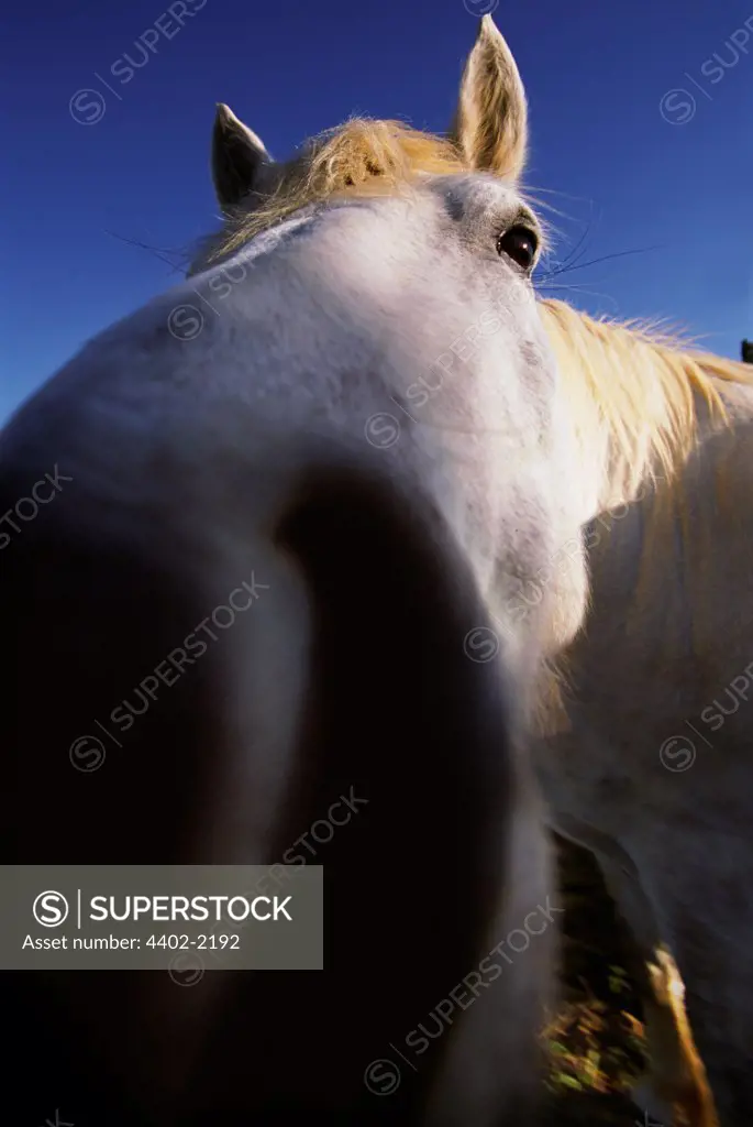 Camargue horse, France