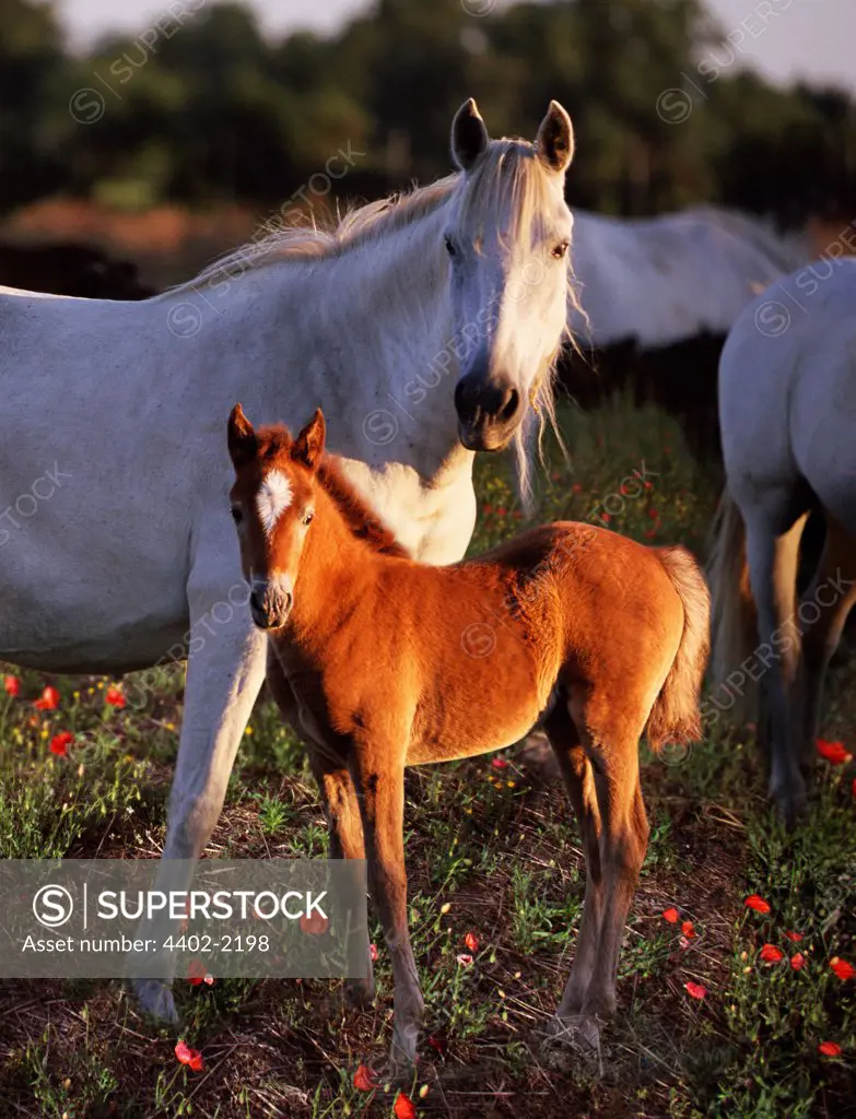 Camargue horse with foal, France