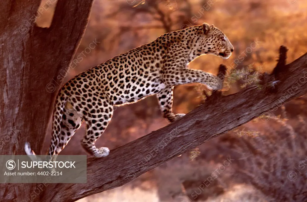 African leopard, Namibia