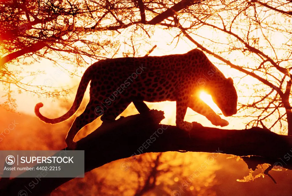 African leopard, Namibia