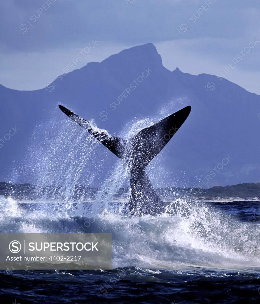 Southern Right Whale, False Bay, South Africa