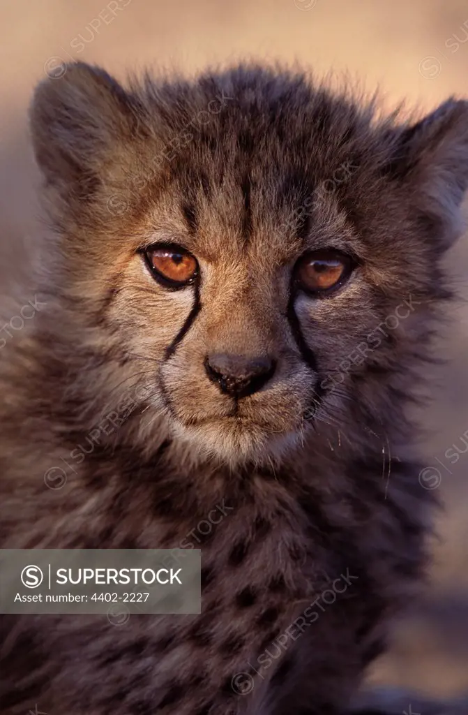 Cheetah cub, Namibia