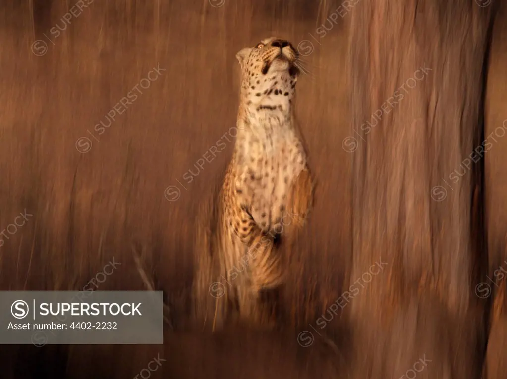 African leopard leaping up into a tree, Namibia