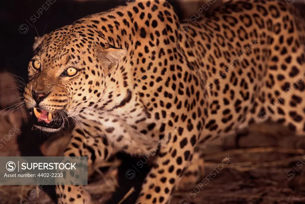 African leopard snarling, Namibia