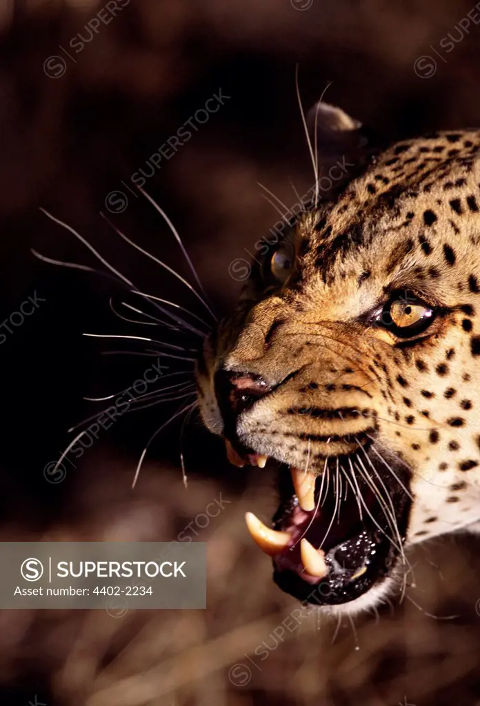 African leopard snarling, Namibia