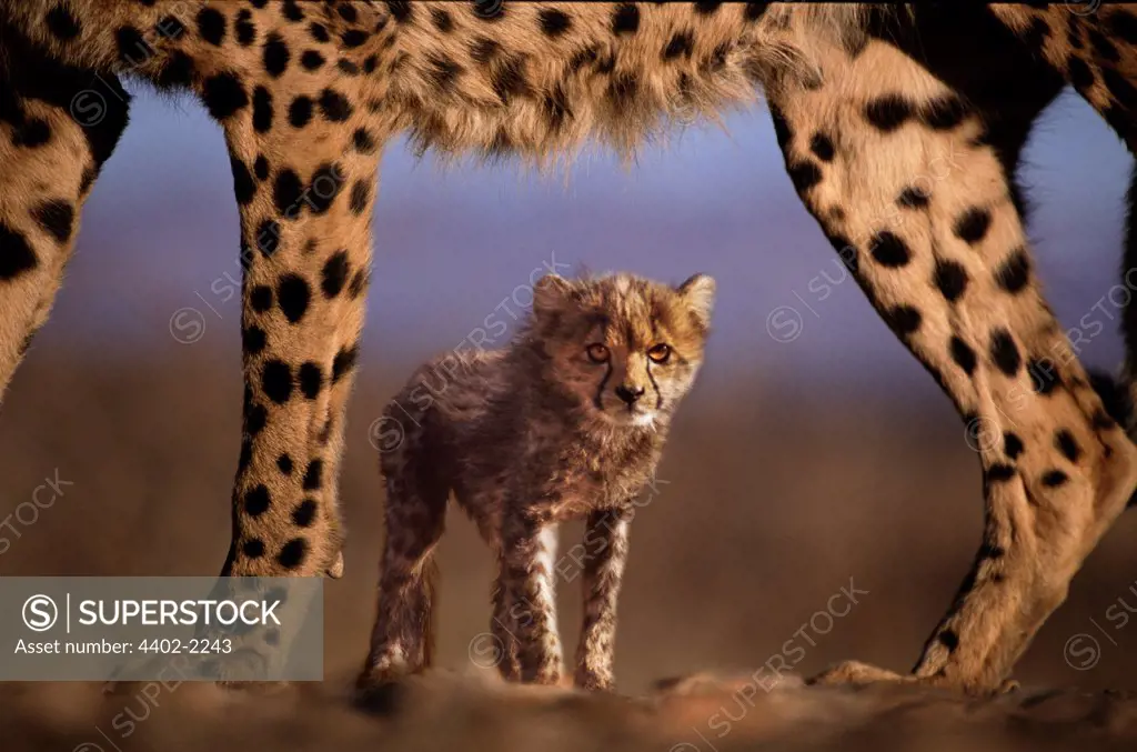 Cheetah mother and cub, Namibia