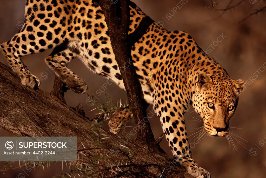 African leopard in tree, Namibia