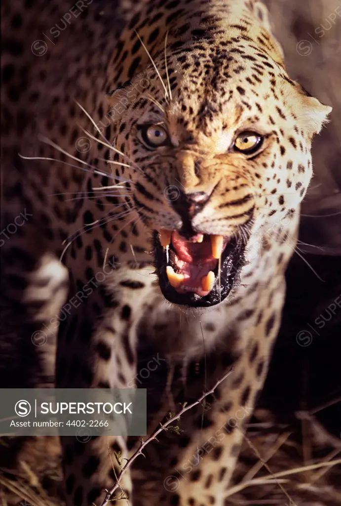 Snarling African leopard, Namibia