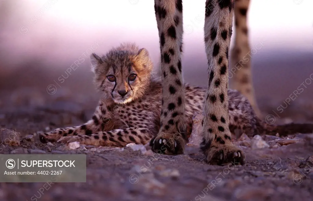 Cheetah mother and cubs, Namibia