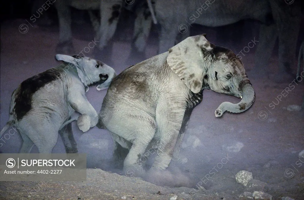 Young African elephants playing at night, Etosha National Park, Namibia