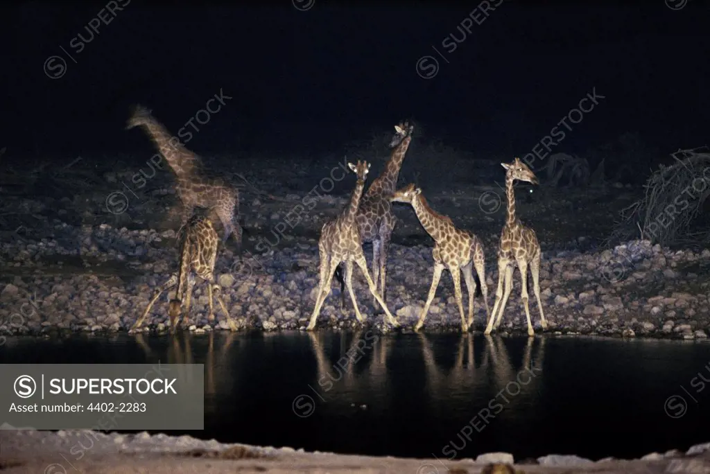 Giraffes at the waterhole at night, Etosha National Park, Namibia