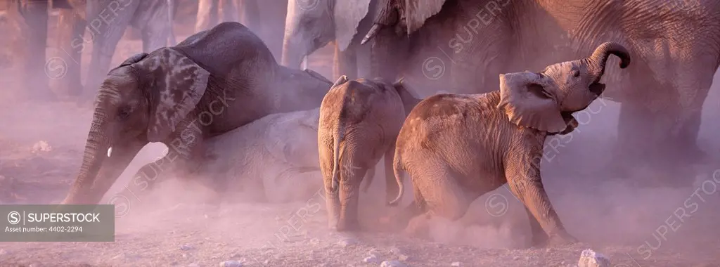 Young African elephants in the dust, Etosha National Park, Namibia