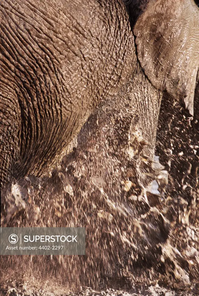 African elephant splashing, Etosha National Park, Namibia