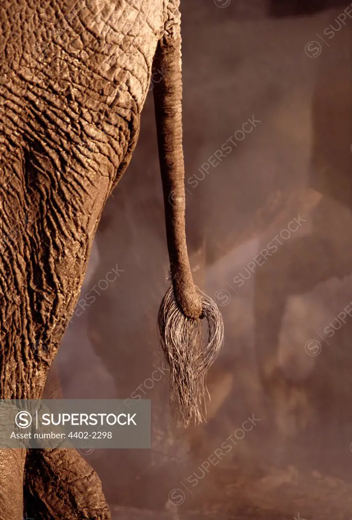 African elephant's tail