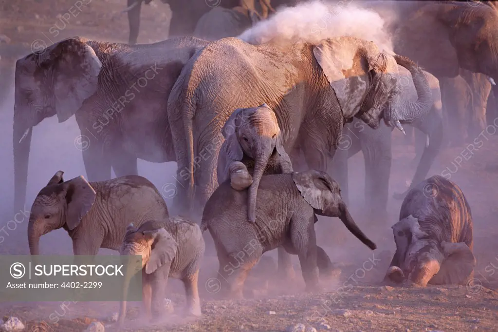 Group of African elephants dust-bathing, Etosha National Park, Namibia