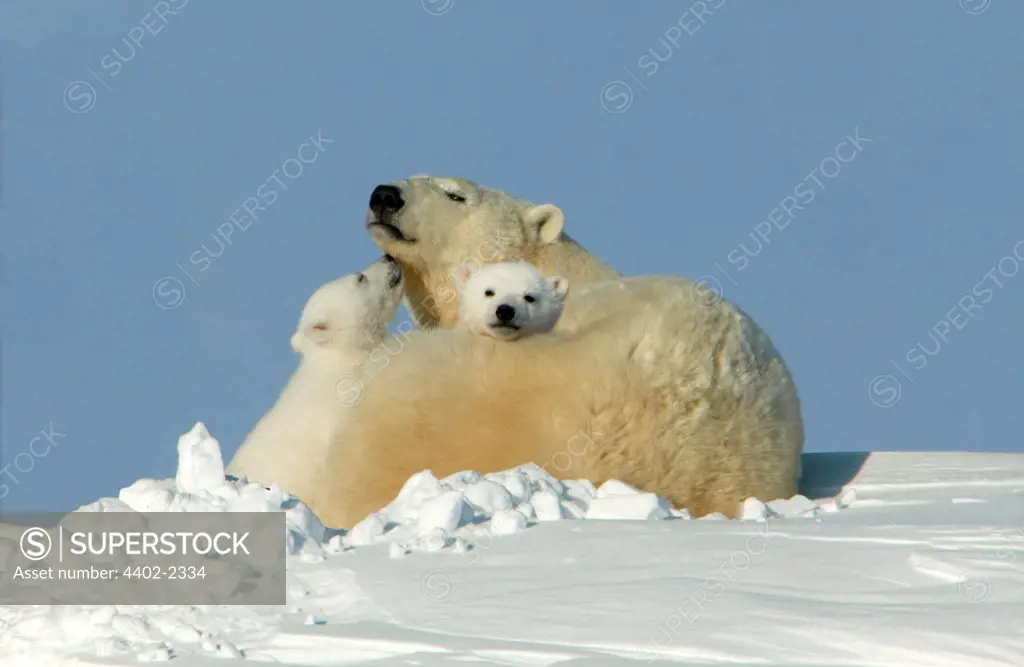 Polar Bear mother with young cubs, Manitoba,  Canada.