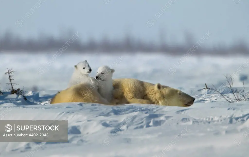 Polar Bear mother with young cubs, Manitoba,  Canada.