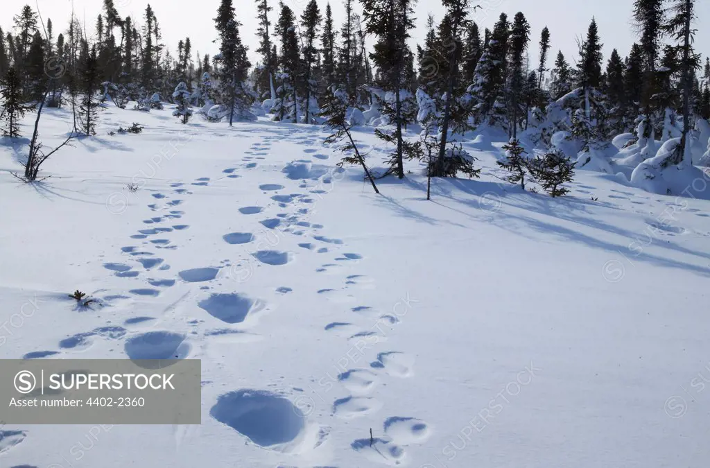 Polar bear footprints in the snow, Manitoba, Canada