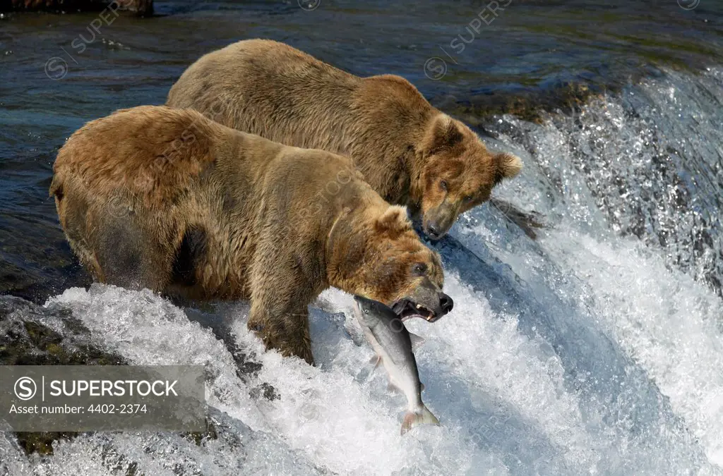 Brown Bears fishing , Brooks Falls, Katmai National Park, Alaska