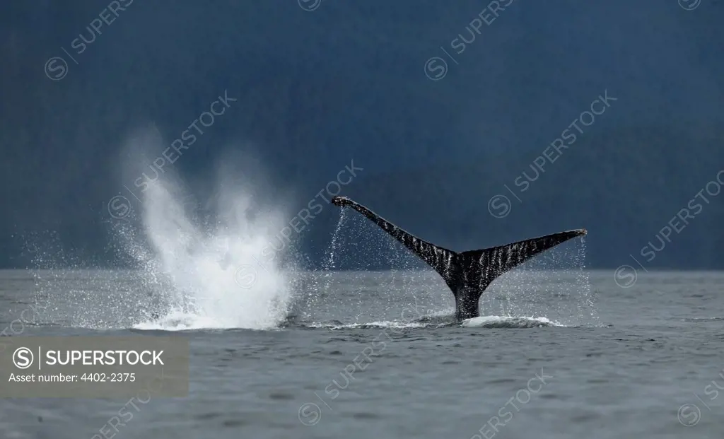 Humpback Whale, Petersberg, Alaska