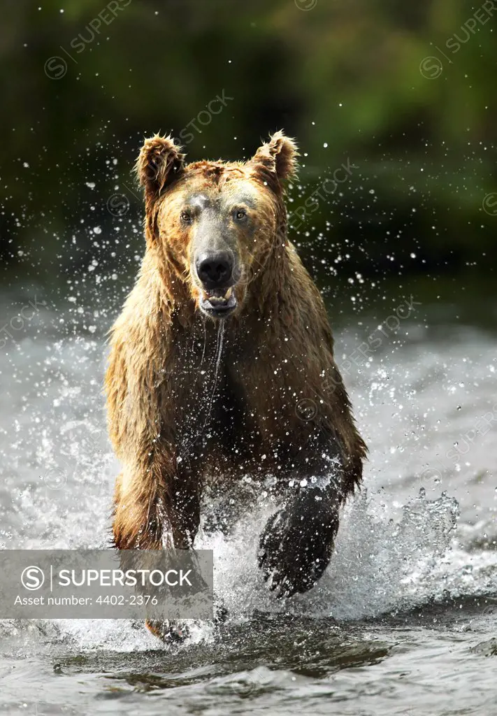 Brown Bear running through water, Katmai National Park, Alaska