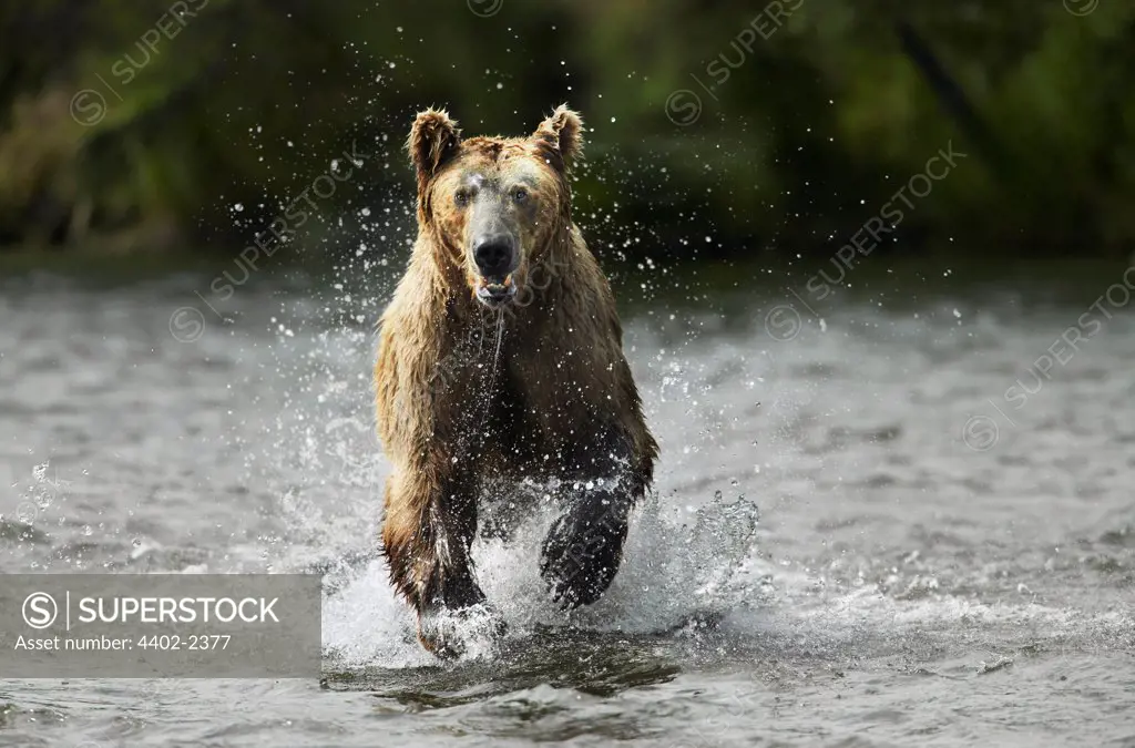 Brown Bear running through water, Katmai National Park, Alaska