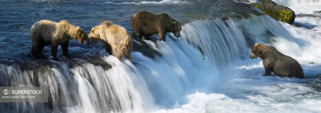 Group of Brown Bears fishing, Brooks Falls, Katmai National Park, Alaska